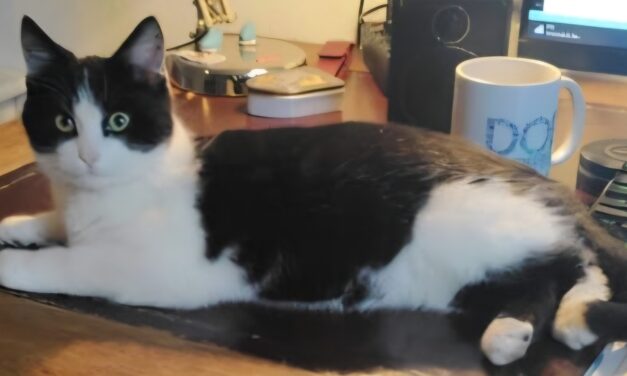 Wie heeft onze kat Prulletje gezien?
