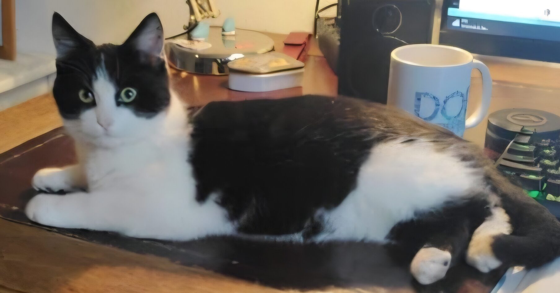 Wie heeft onze kat Prulletje gezien?
