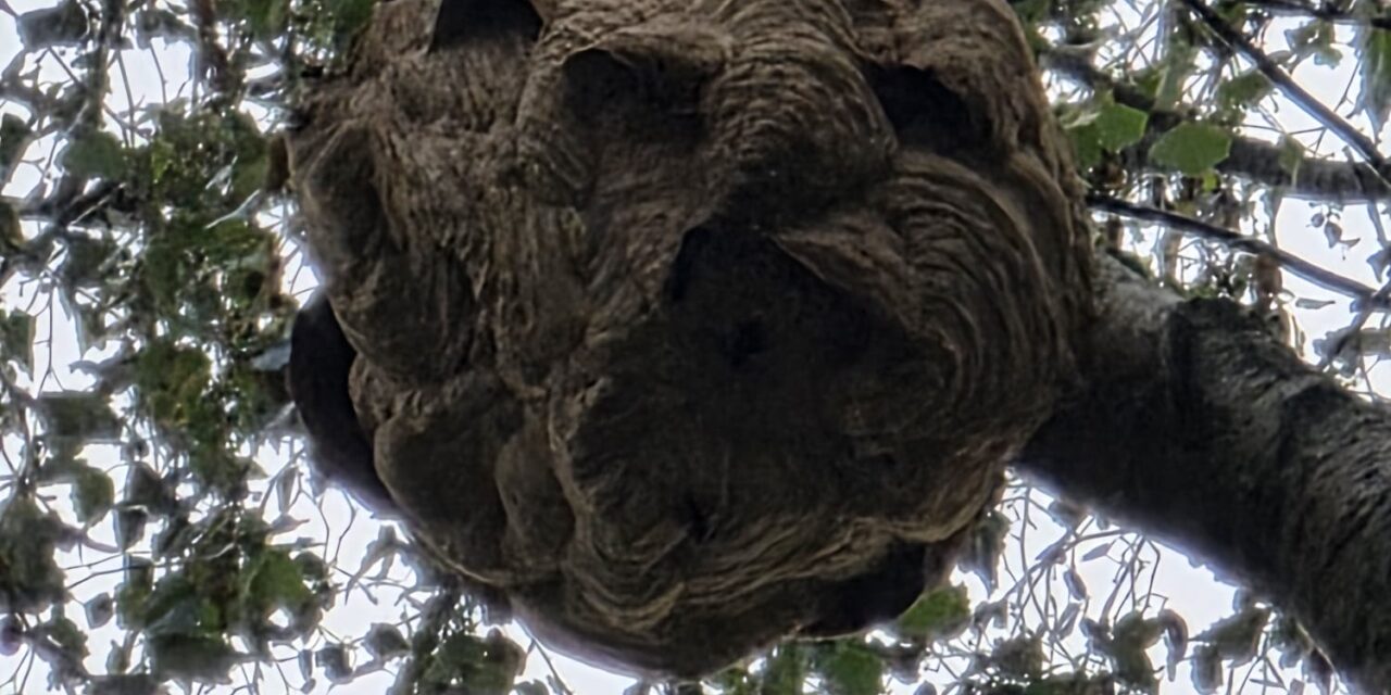 Vrijwilligers sporen nest Aziatische hoornaar op