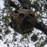 Vrijwilligers sporen nest Aziatische hoornaar op