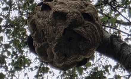 Vrijwilligers sporen nest Aziatische hoornaar op