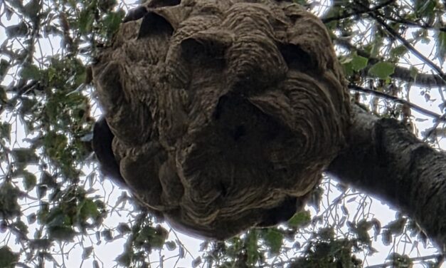 Vrijwilligers sporen nest Aziatische hoornaar op