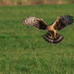 Verborgen kleurenpracht in en rond het Staphorster Bos
