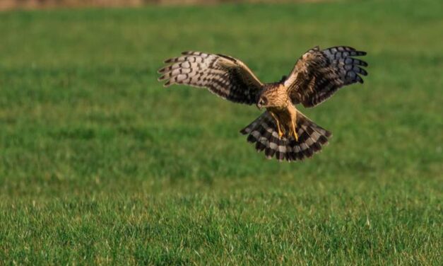 Verborgen kleurenpracht in en rond het Staphorster Bos