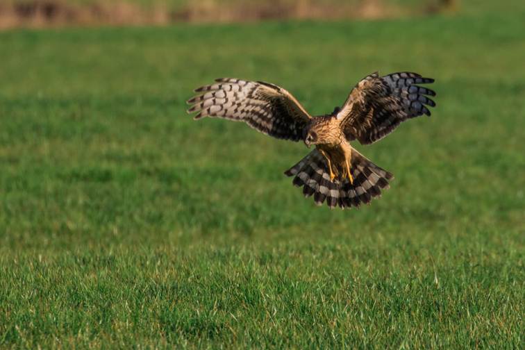 Verborgen kleurenpracht in en rond het Staphorster Bos