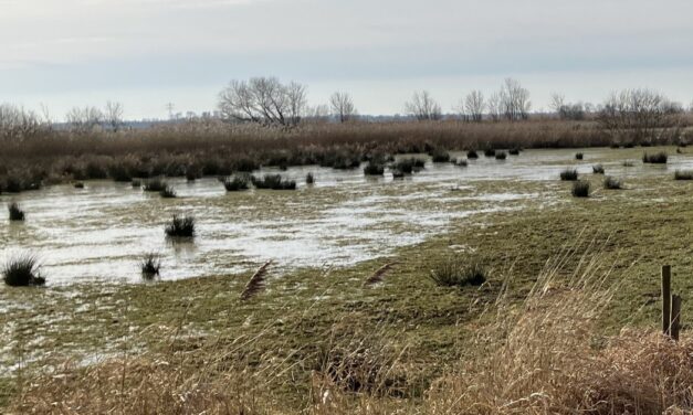 Aan de slag voor schoon water en sterke natuur langs het Meppelerdiep