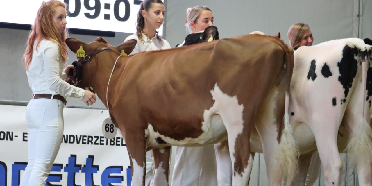 Jongveekeuring Rouveen/Staphorst maakt zich op voor gezellige dag vol jongvee