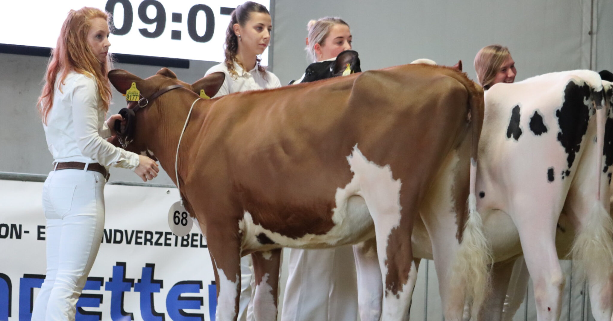 Jongveekeuring Rouveen/Staphorst maakt zich op voor gezellige dag vol jongvee