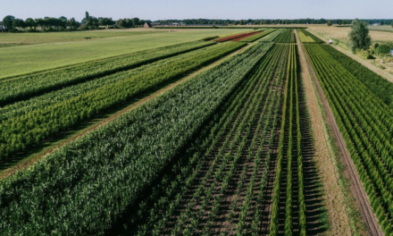 Kwekerij Plantium zoekt landbouwgrond