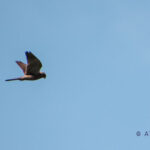 Roofvogel avond met Martin Bank
