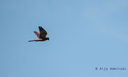 Roofvogel avond met Martin Bank