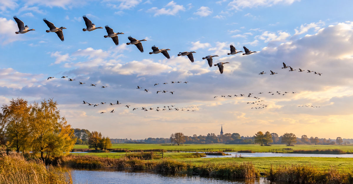 NBVIJS ledencontactavond Met Arnold Lassche over de vogeltrek en de telling