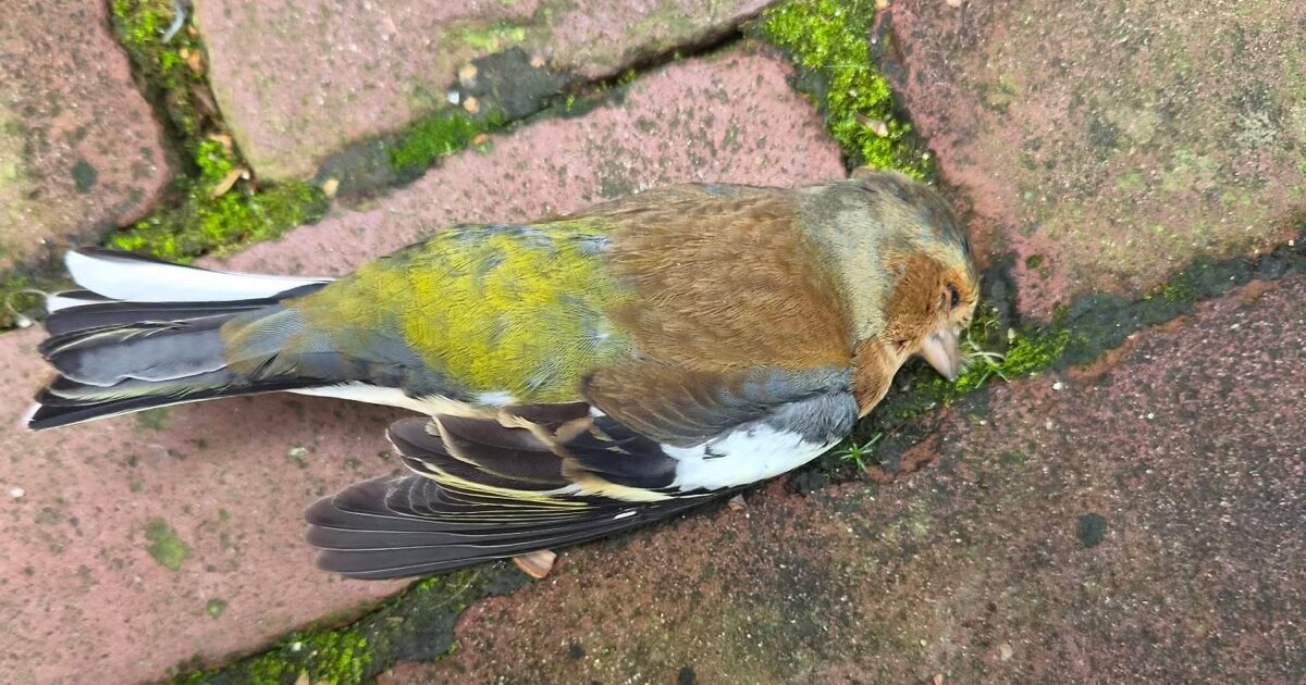 Wie mist dit mooie vogeltje